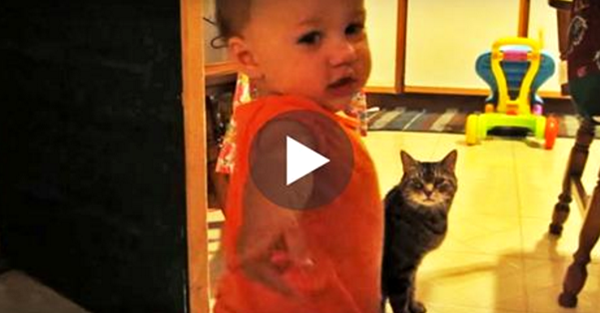 Dad Captures The Morning Conversations Between His Daughter And Cat—And It’s So Cute