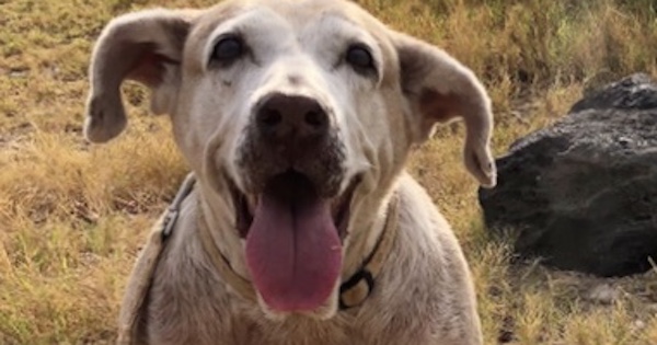 Dog Who Spent 7 Years In The Shelter Finally Was So Happy to Have A Family