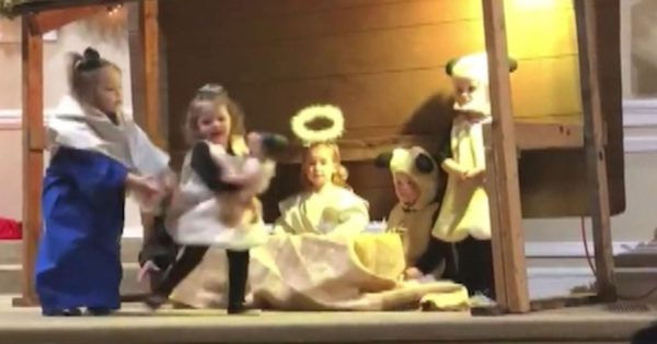 Little Cute Girl Portrayed Sheep Role “Stole” Jesus In Manger During Nativity Play, Every one Laughing!
