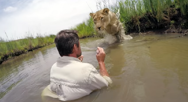 Man Saved Cubs From Danger, 7 Years Later Their Reunion Was Unbelievable