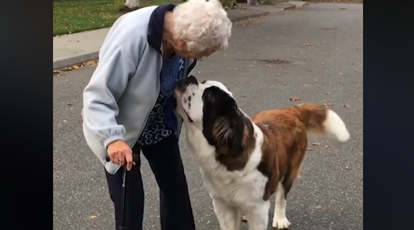 St. Bernard Pup Adopts 95 Years Old Widow – “Lonely No More!”