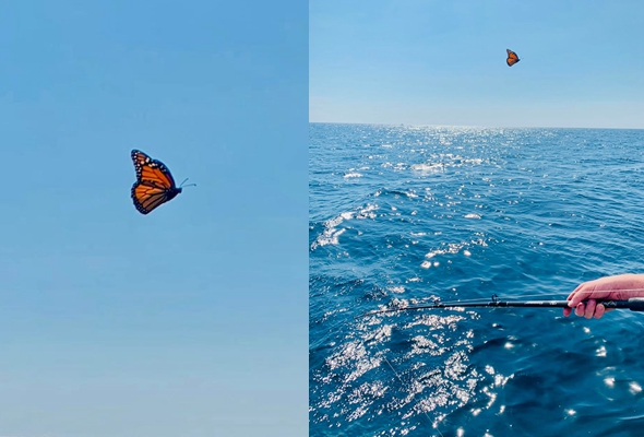 Granddaughter Reminded of Her Lovely Grandma in Heaven by a Butterfly that Followed the Family’s Fishing Ship