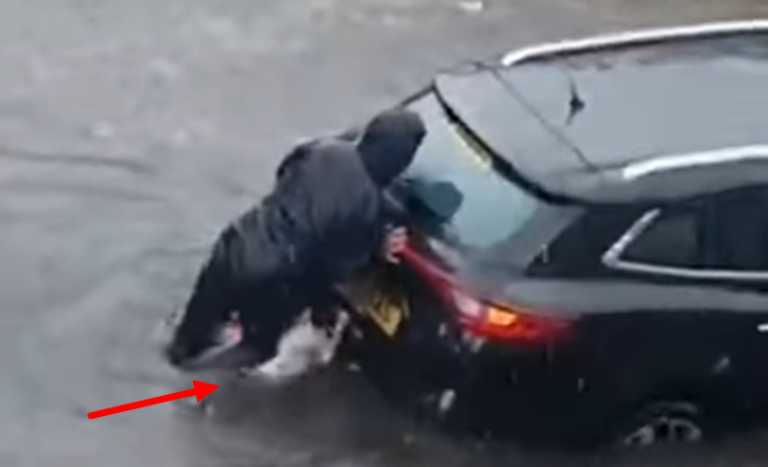 Superdog and Owner Spotted Pushing Car Out of Flooded Road to Rescue Two Trapped Women