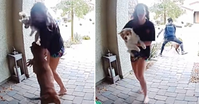 Hero Amazon Driver Jumps in and Saves Woman and Her Dog When She Hears Cries for Help