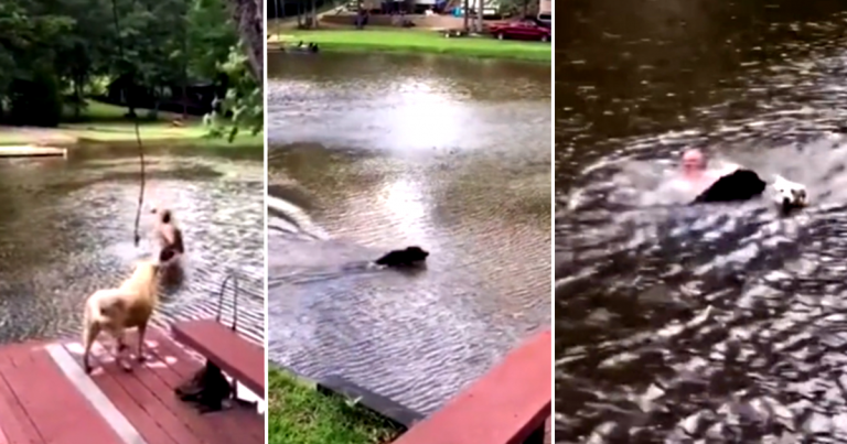 Worried Dogs Jumped into The River to Save Its Owner Fell Off from The Rope