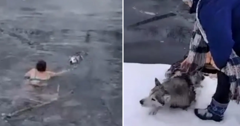 Elderly Woman Bravely Jumps in Frozen River to Save Trapped Husky