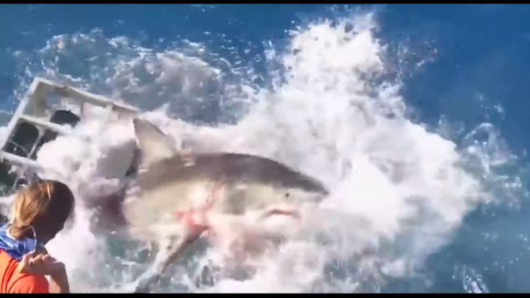 Shark breaks into cage while diver still inside!