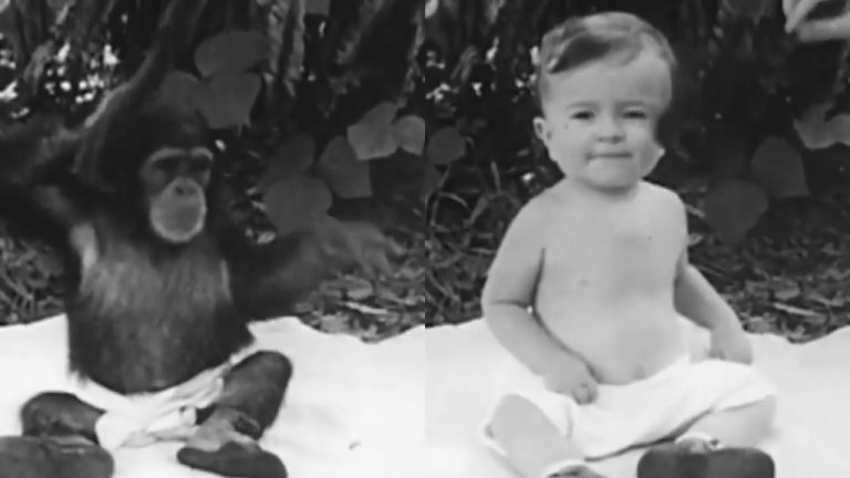 Ape and Child Raised Together in Scientific Experiment